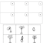 پيش دبستاني کاربرگ گیاهان