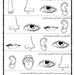 علوم درس ۱ پایه دوم دبستان