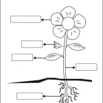 کاربرگ اجزای گیاه