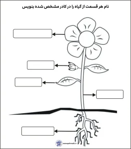 کاربرگ اجزای گیاه