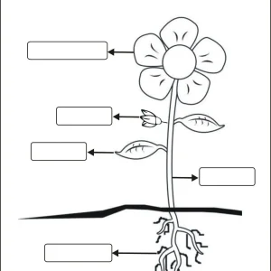 کاربرگ اجزای گیاه