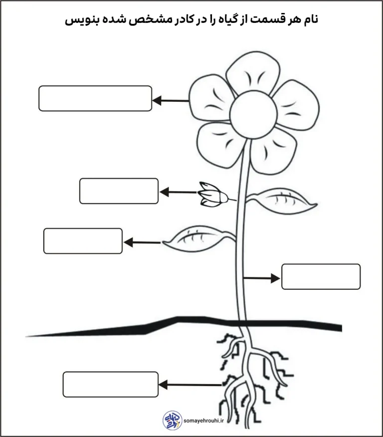 کاربرگ اجزای گیاه