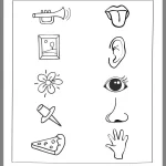 کاربرگ حواس پنجگانه برای دوم دبستان