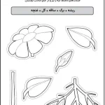 کاربرگ قسمت های مختلف گیاه