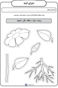 کاربرگ قسمت های مختلف گیاه
