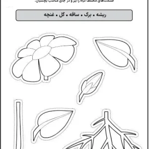 کاربرگ قسمت های مختلف گیاه
