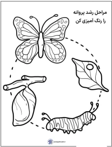کاربرگ چرخه زندگی پروانه