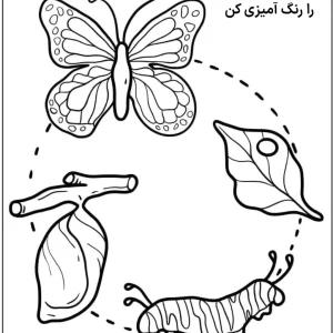 کاربرگ چرخه زندگی پروانه