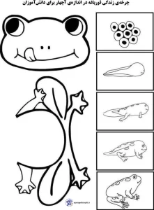 کاربرگ چرخه زندگی قورباغه برای پیش دبستان 4 چرخه زندگی قورباغه برای پیش دبستان