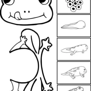 چرخه زندگی قورباغه برای پیش دبستان