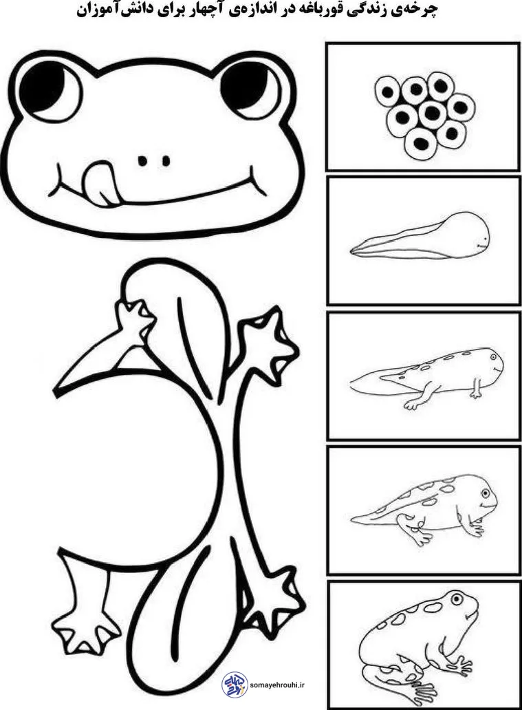 چرخه زندگی قورباغه برای پیش دبستان