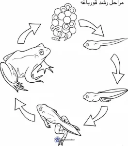 کاربرگ واحدکار مراحل رشد قورباغه پیش دبستانی 5 کاربرگ واحدکار مراحل رشد قورباغه