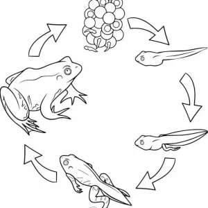 کاربرگ واحدکار مراحل رشد قورباغه