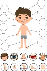 شناخت اعضای بدن پیش دبستان