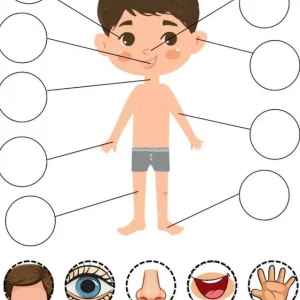شناخت اعضای بدن پیش دبستان