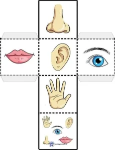 کاربرگ تاشو حواس پنجگانه