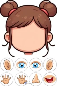 کاربرگ علوم شناخت اعضای صورت