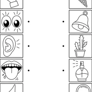 کاربرگ حواس پنج گانه علوم پیش دبستان