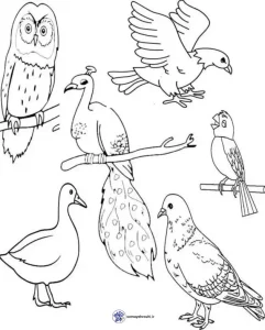 دانلود کاربرگ واحد کار پرندگان پیش دبستان 3 کاربرگ واحد کار پرندگان پیش دبستان