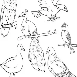 کاربرگ واحد کار پرندگان پیش دبستان