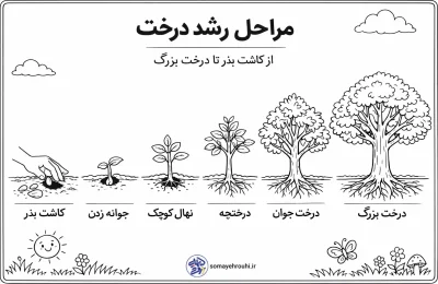 کاربرگ مراحل رشد درخت