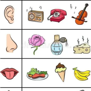 کاربرگ آشنایی با حواس پنجگانه