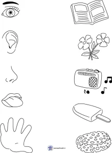 کاربرگ حواس پنجگانه پیش دبستانی