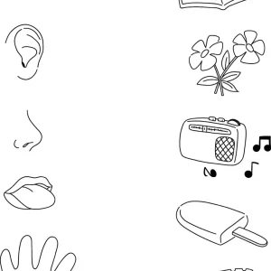 کاربرگ حواس پنجگانه پیش دبستانی