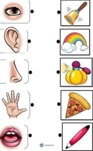 حواس پنجگانه برای پیش دبستان