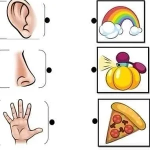 حواس پنجگانه برای پیش دبستان