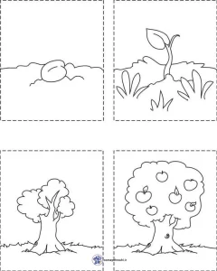 کاربرگ مراحل رشد درخت