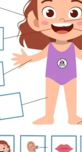 کاربرگ علوم شناخت اعضای بدن پیش دبستان