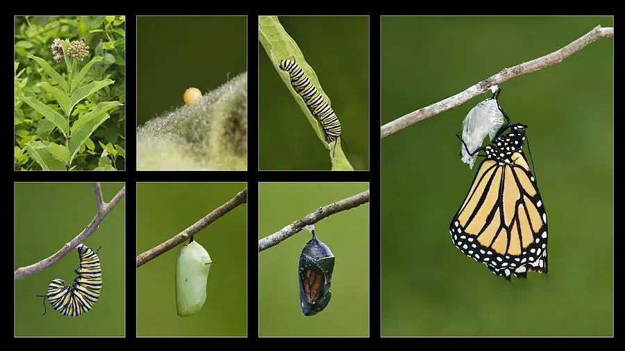 نمونه تصویر چرخه زندگی پروانه کلاس دوم