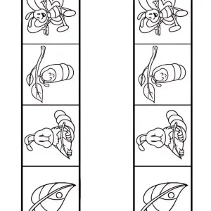 کاربرگ رنگ آمیزی چرخه زندگی پروانه