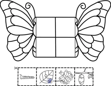 کاربرگ مراحل رشد پروانه