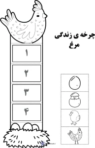 کاربرگ چرخه زندگی مرغ پیش دبستان 5 کاربرگ چرخه زندگی مرغ پیش دبستان