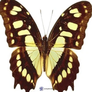 کارت اعداد پایه اول دبستان